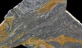 Polished, Mesoproterozoic Stromatolite (Conophyton) - Australia #65045-1